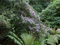 Rhododendron und Farnbaum im Derreen Garden - Ring of Beara, Co. Kerry